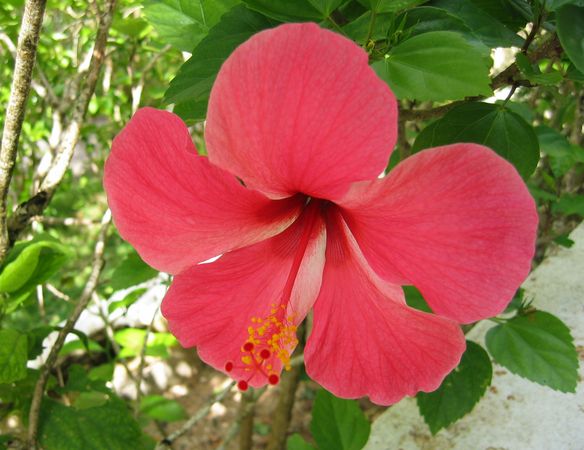Wild Flowers of Palau 5
